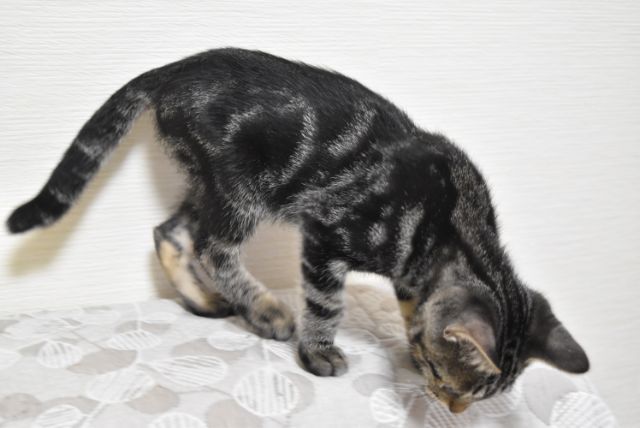 アメショmix元気で甘え 千葉県 猫の里親募集 ペットのおうち 月間利用者150万人