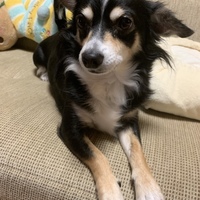 かれん