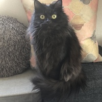 Marmite 