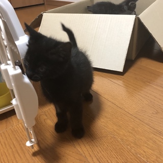 ☆黒猫の女の子☆