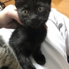 ☆黒猫の女の子☆ サムネイル2