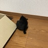 ☆黒猫の女の子☆ サムネイル5