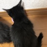 ☆黒猫の女の子☆ サムネイル6