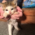 子猫ちゃんの里親さんを募集します。