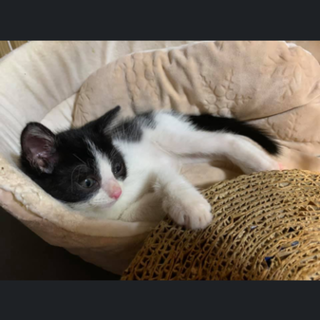 白黒うっしーくん