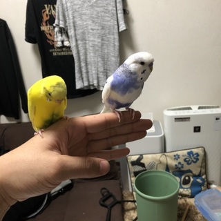 2歳と1歳のセキセイインコ(オス)の里親募集です