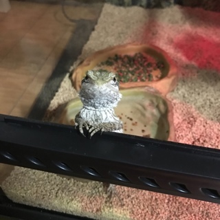 フトアゴヒゲトカゲ