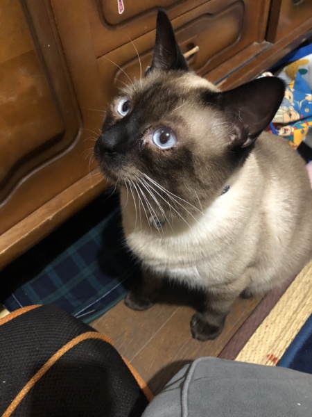 みぃ