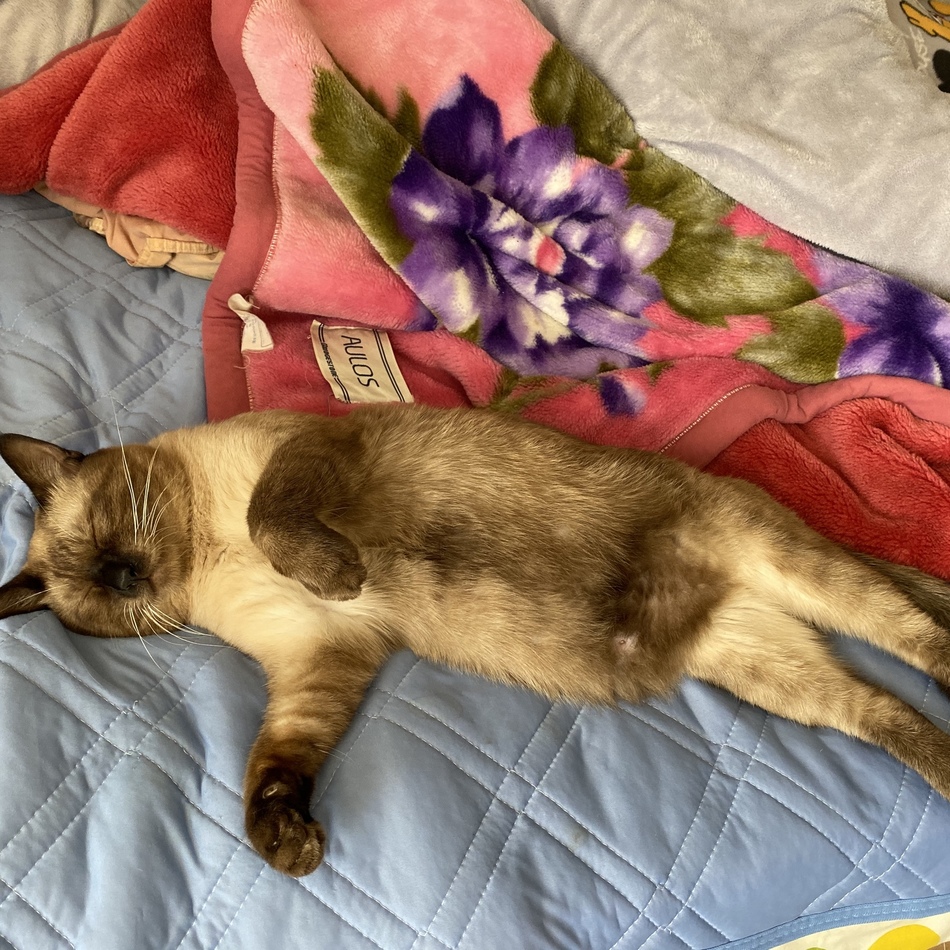 みぃのカバー写真