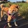 慣れればしっぽふりふり♪笑顔が可愛い　こんちゃん サムネイル6