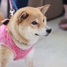 慣れればしっぽふりふり♪笑顔が可愛い　こんちゃん サムネイル7