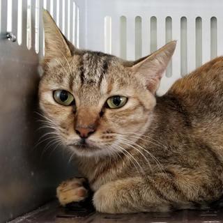 【ちゅーる動画あり】穏やかなきギジちゃん