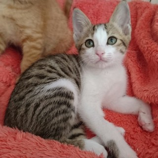 甘えんぼ子猫のロッドちゃん