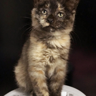 募集一時停止ホワホワサビ柄女子★もえちゃん