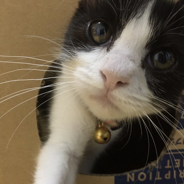 癲癇ですが症状抑えられて」千葉県 - 猫の里親募集(285389 