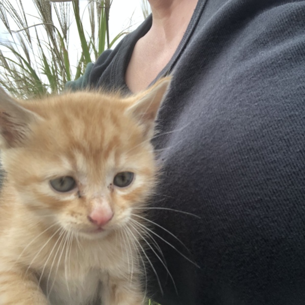 青い目の子猫 千葉県 猫の里親募集 ペットのおうち 月間利用者150万人