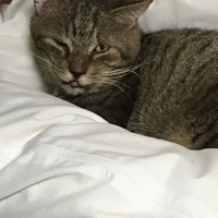 しま