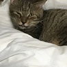 しま