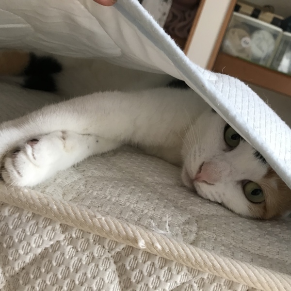 かよこ