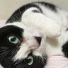 みかん