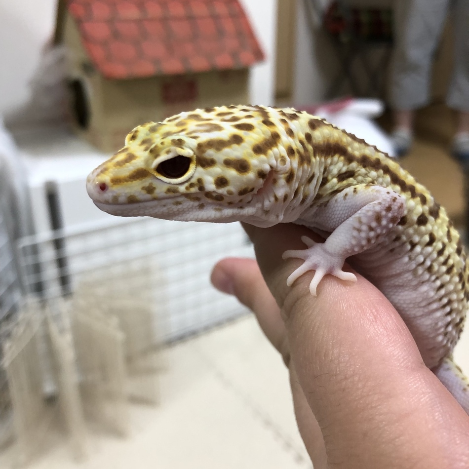 柚のカバー写真