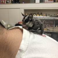 紫苑