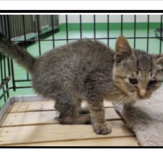 風邪を引いています!助けて下さい