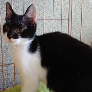 人懐こくて可愛い子猫ちゃん❤️