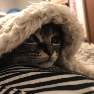 ツンデレの美人さん♡保護ねこ