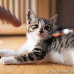 IKEA立川店犬猫里親会 サムネイル2