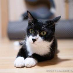 IKEA立川店犬猫里親会 サムネイル3