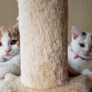 僕たちの赤ちゃん貰ってください