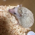 ハリネズミのぴぐちゃん♀