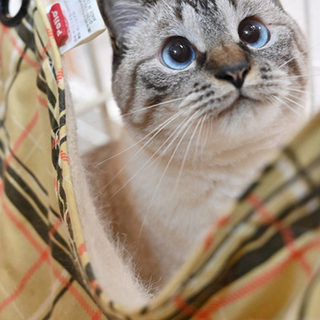 ブルーアイのキュートな女の子 ちょっと寄り目ちゃん