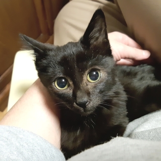 【べべ】推定4～5ヶ月・オス