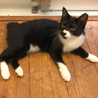 ジョーカーフェイス保護ニャン子❤️❤️