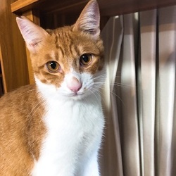 みやちか　猫の里親会 サムネイル2