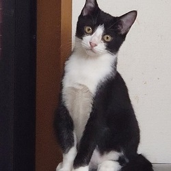 みやちか　猫の里親会 サムネイル3