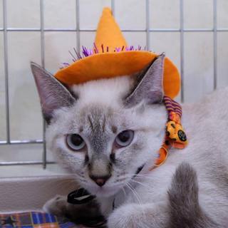 クールビューティーなシャムトラ女子、りぼんちゃん。