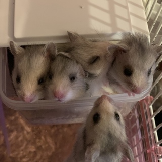 生後一か月のゴールデンハムスター
