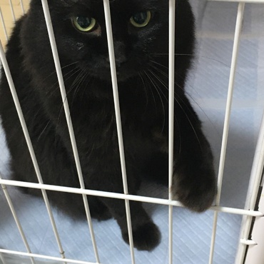 猫じゃらし…新しいの買ってあげないとな