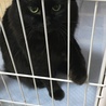 猫じゃらし…新しいの買ってあげないとな