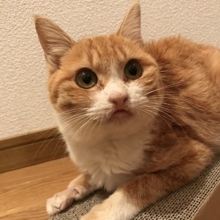 丸顔、とても人懐っこい女の子(３ヶ月)