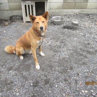 気が弱いけど力持ちです。