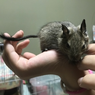 デグーの生後1ヶ月の女の子です