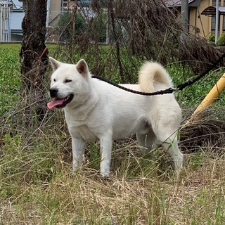 紀州犬の男の子