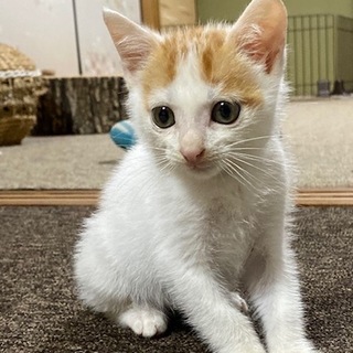 twitter動画再生2.9万回男。譲渡会に参加