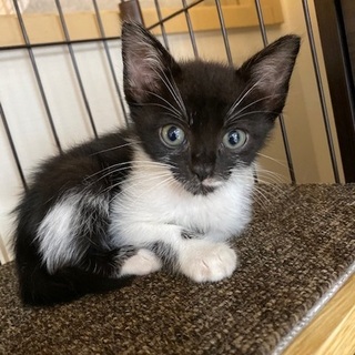 １０／２６・２７阿倍野区昭和町の譲渡会に参加♪