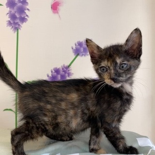 １０／２６・２７阿倍野区昭和町の譲渡会に参加♪