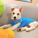 【まさとくん】生後3か月の子犬 3兄弟（男の子♂）